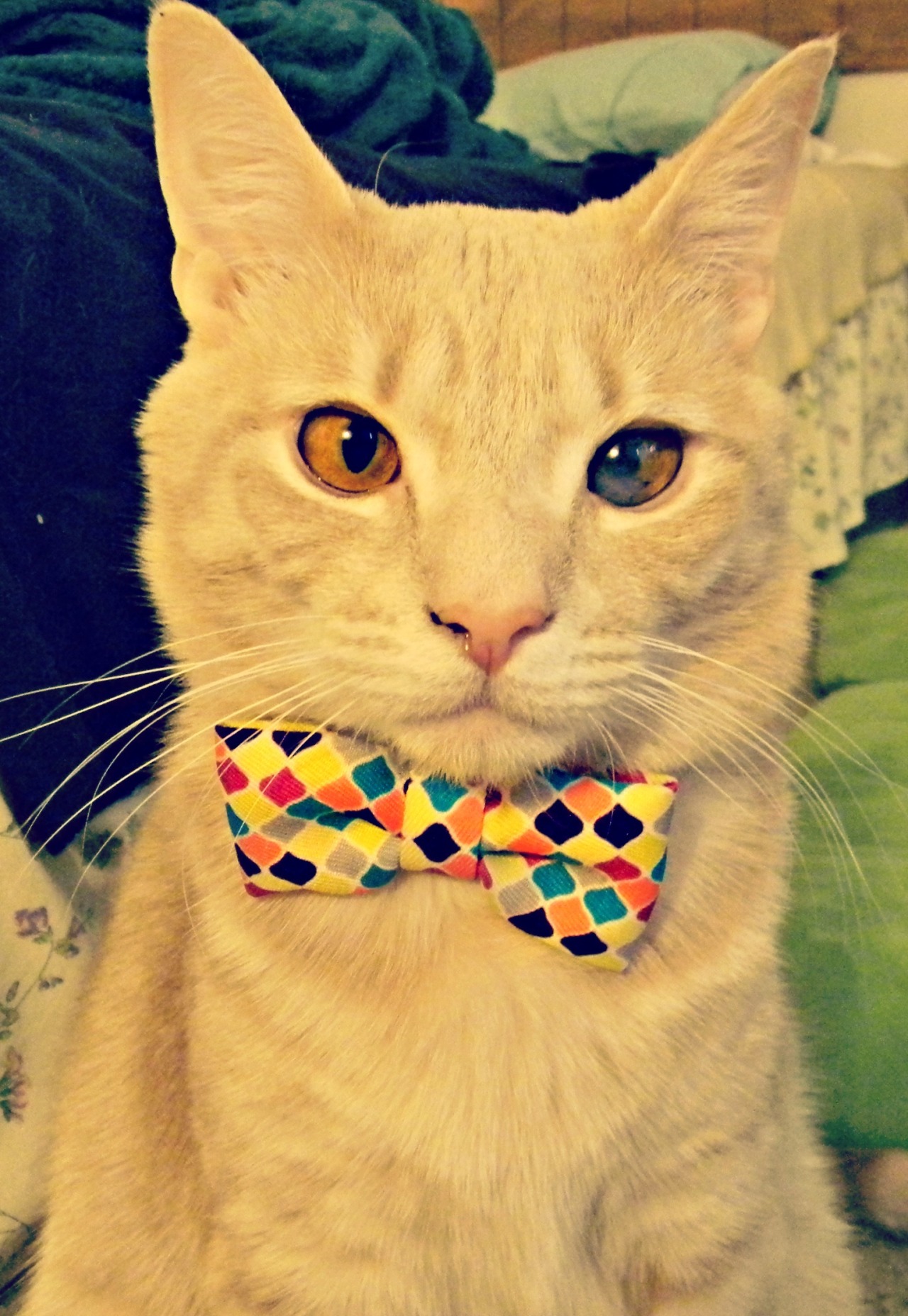 derpycats:  &lt;3 http://jonahthekitten.tumblr.com/
