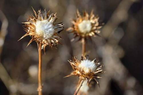 These dry spiky thistles were spotted on the trail near the Cal State East Bay Campus Castle Rock. I