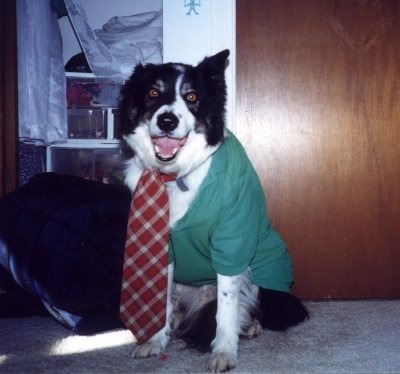 scampthecorgi:  Somehow within the last day, Scamp transformed into a Border Collie,