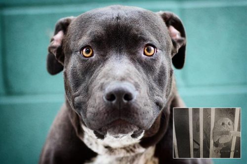 dogjournal: PHOTOGRAPHER TOURS SHELTERS TO HELP DOGS GET ADOPTED - “Our mission is to provide 