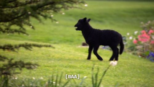 laughterkey:wildlifeofgbbo.tumblr.com I had to do it.