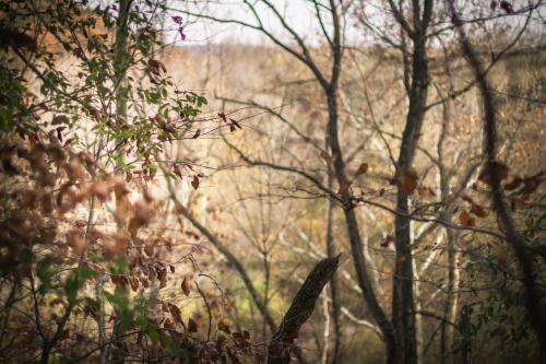 bluelunaphotography:  a walk in the woods  | 2