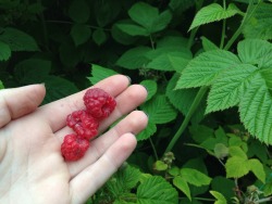 eluting:  First raspberries of the year 🌙