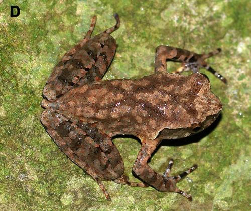 taxonomy-blog:Chen horned toadMegophrys cheniC Wang, Y., Zhao, J., Yang, J., Zhou, Z., Chen, G., Liu