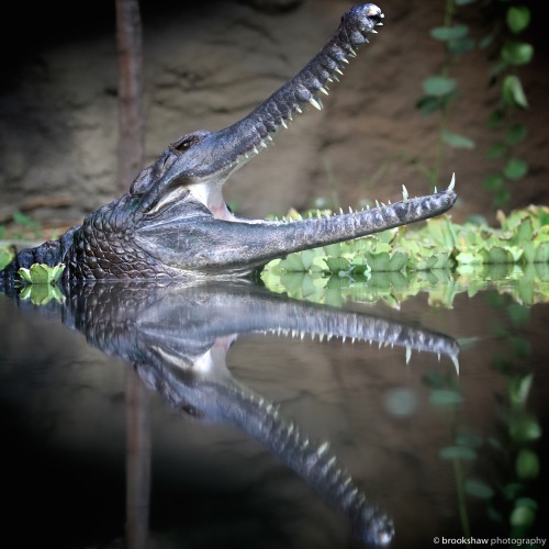 brookshawphotography: A stunning Sunda Gharial Crocodile at Chester Zoo, England.