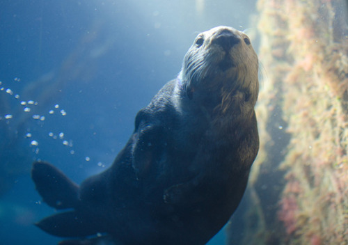 dailyotter:Hi, Human! Take My Picture?Via Gabriel Kronisch