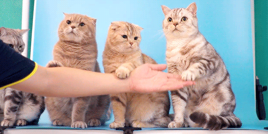neko-gifs:/ᐠ｡‸｡ᐟ\