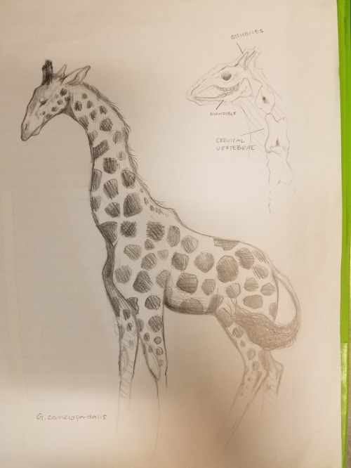 abookofcreatures:triptvych:can’t believe I haven’t showed you guys my zoology binder,, here are a fe