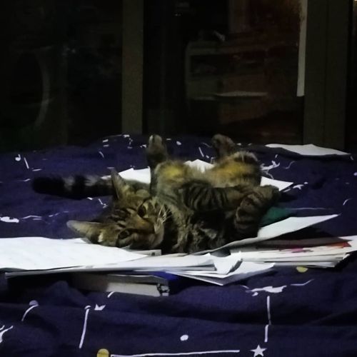 Are you coming to study porra? P.s. Books are the best bed  #aesteticcat #dragonli #lihuamao #catpho