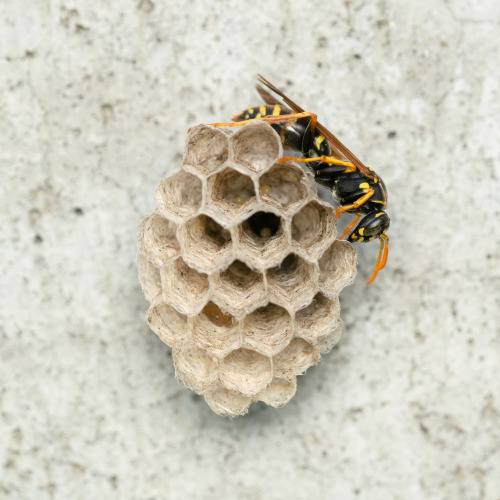 microecobus:wildtokyo-jp:Queen of Asian paper wasp, Polistes chinensis, defending her comb, and her 