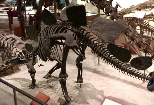 dino-sours: NMNH Stegosaurus (USNM V 4935) Excavated by Marshall Felch  for O.C. Marsh and USGS