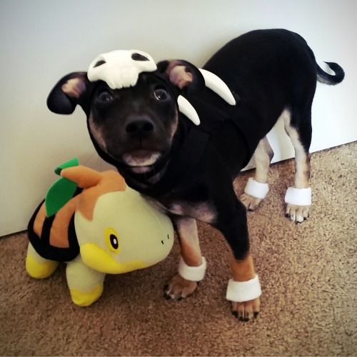 thatsthat24: aintnothingbutathang: HAPPY HALLOWEEN love,Kirby the Houndour HOW DARE YOU BLIND ME WIT