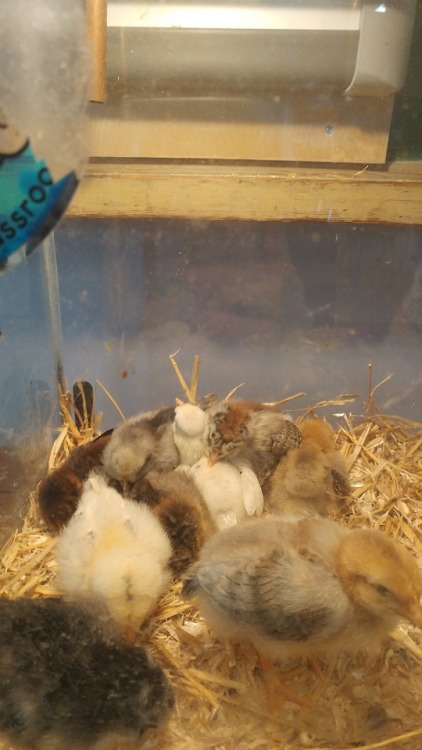 CHICKIES!Btw they’re actually going to a farm that needs new roosters so even the boys will have lon