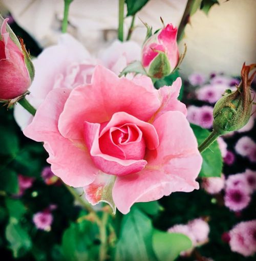 Roses  https://www.instagram.com/p/CBpTlsiDxbD/?igshid=1q2auymjj3xkf