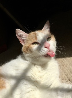 glumbabie:daisy says happy international cat day 