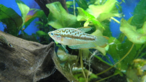 I just found this super old picture of my Sparkling Gourami, Ramuné, and thought I’d share it :)