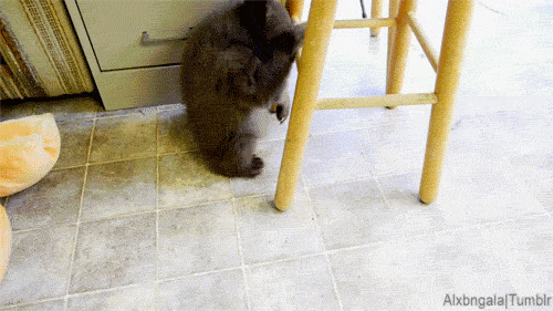 dismembered-dreams:bethanythemartian:alxbngala:Clumsy Bear Cub [x]TINY BEAR CUBI MUST HAVE 16 OF THE