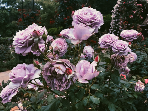 leahberman: paint the roses purple Huntington Library, California instagram 