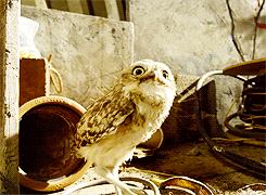whiny-sugar-glider:  BBC - Hidden Kingdoms 
