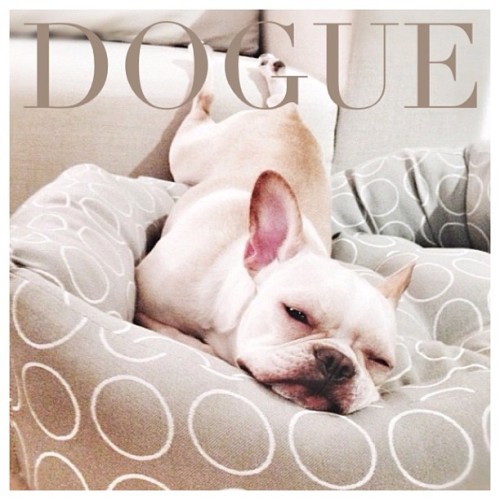 batpigandme:DOGUE I Laze in Style by ohpopdog http://ift.tt/17Jvuj1