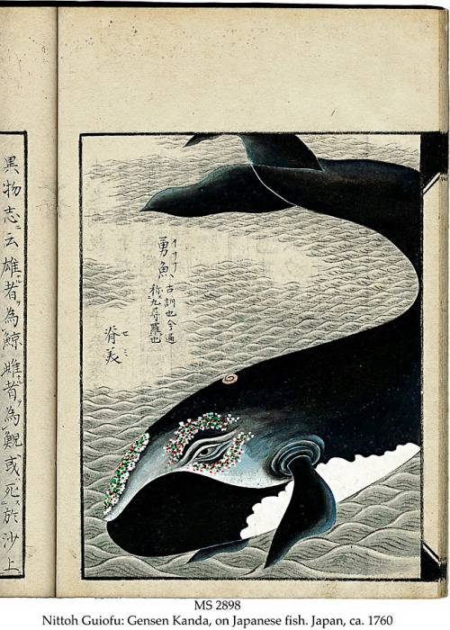 Nittoh Guifu: Gensen Kanda, on Japanese fish.  Japan, circa 1760