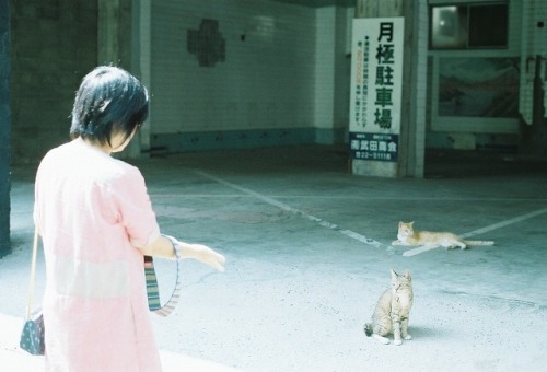 真夏の猫。