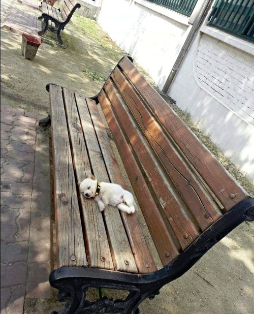 awwww-cute:  This little guy needed a break mid-walk 