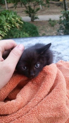 pahobee:  My boyfriend found a homeless kitten and I have given her the name Marceline, after the vampire queen. She is adorable and very Halloween. 