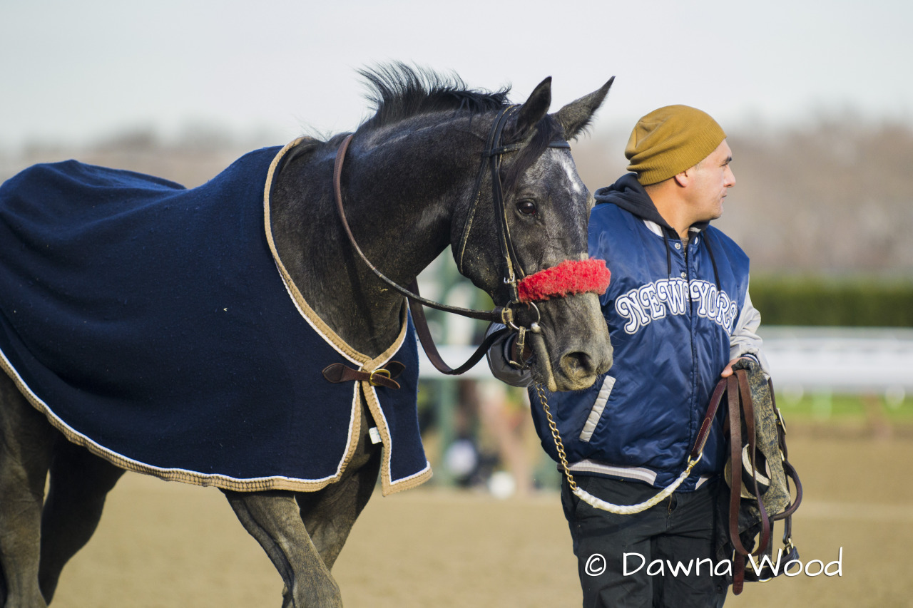 One of Akindale Farm’s racers: Mlle. Minuit, a daughter of Midnight Lute and a granddaughter of Silver Charm