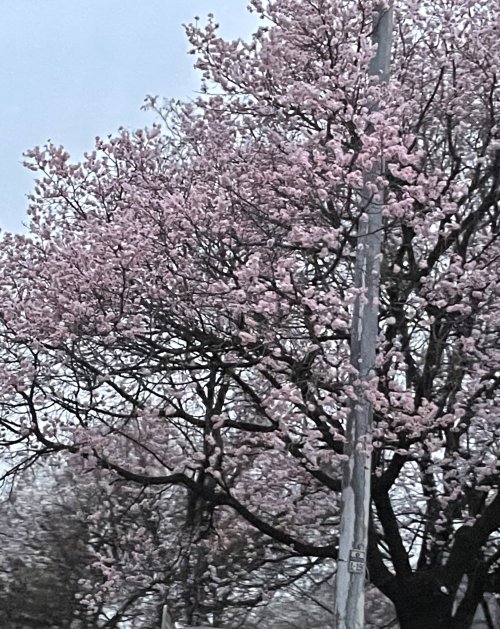 온앤오프 (ONF):[#E_TION] The first cherry blossom blooming of 2021! These are quick snapshots so unfortu