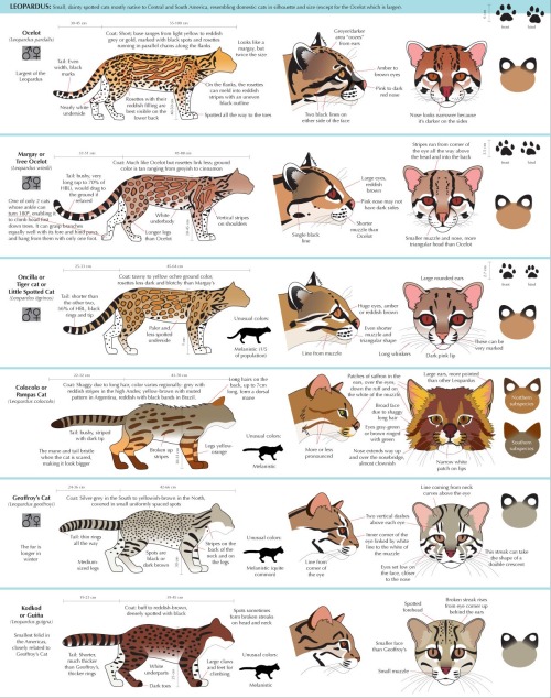 zitoisneato: anatoref: Guide to Felinae @natchkat