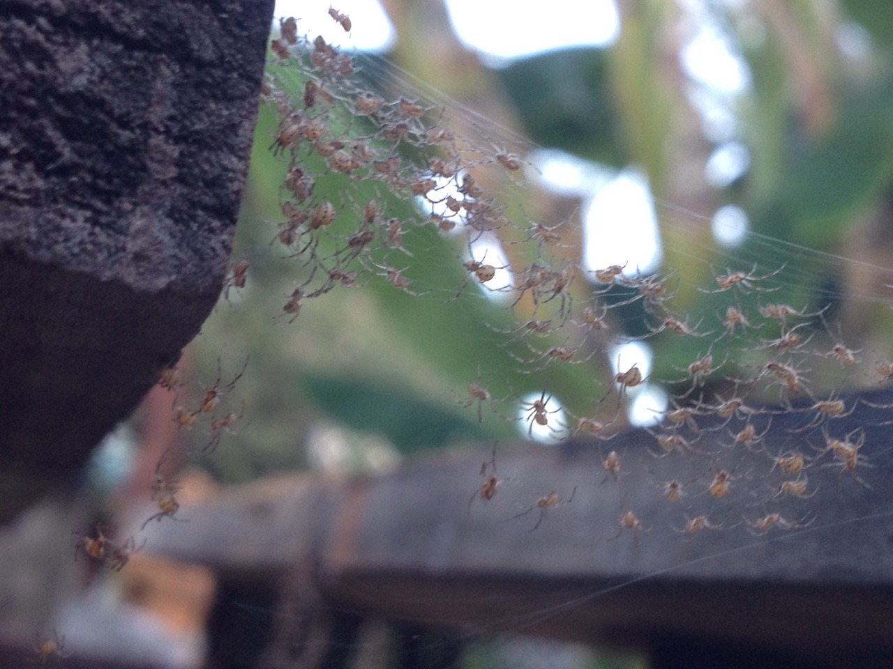 Baby Brown Widows