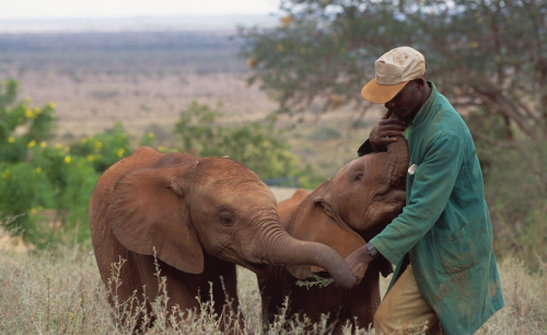 belas-imagens: nubbsgalore: photos by gerry ellis from the david sheldrick wildlife trust,