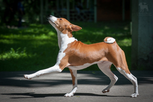 twocorndogs: basenji by Alexandra Morrison