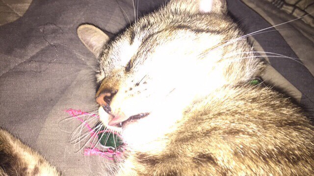Militia sleeping with her tongue sticking out 😺   #animallover #catlover #mypet