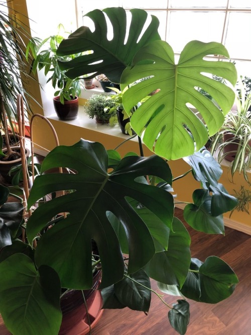 My Monsteras.