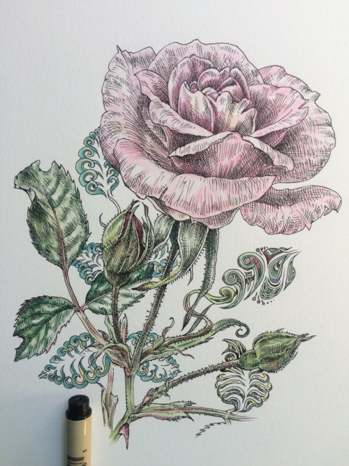 noelbadgespugh: rose &amp; blossom