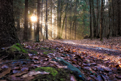 Enchanted Path by mgratzer on Flickr.