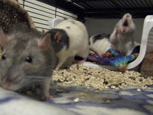 turntonator:A compilation of photos of my rats yawningI love rat yawns - they look so dramatic (Also