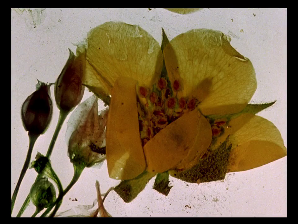 greygeisha: Stan Brakhage, The garden of earthly delights (1981) 