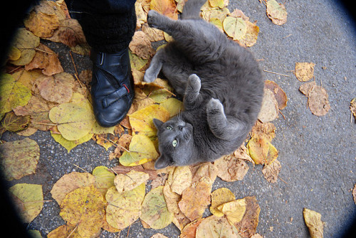 catsbeaversandducks:  Dead leaves and the adult photos