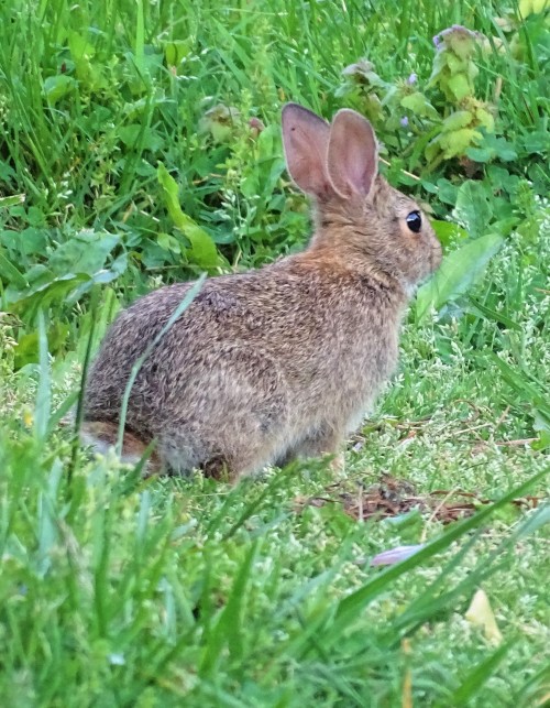 Nothing cuter than a baby bunny rabbit. I love seeing them in the yard. We keep the grass long for t