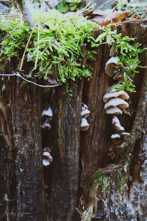 lindagoesmushrooming