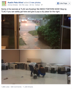 micdotcom:  Texans line up to adopt dogs after the devastating floodsAround the city, various animal shelters were either rendered incapacitated or overcrowded due to the floods and their resulting chaos. Town Lake Animal Center in Austin, Texas, was