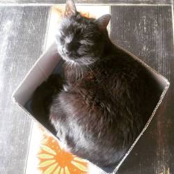 miniar:Early morning #boxcat #Stewie the