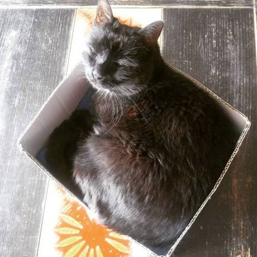 XXX miniar:Early morning #boxcat #Stewie the photo