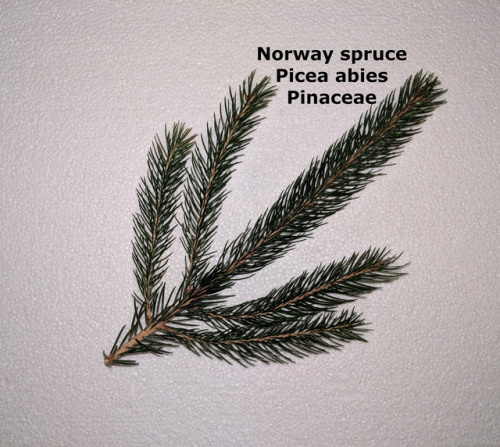 regnum-plantae:Know your festive conifersI mentioned before that I started working in a garden centr