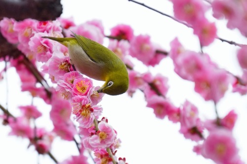 chitaka45: 京都 城南宮 枝垂れ梅&amp;メジロ kyoto jonangu (ume blossom &amp; wild bird)