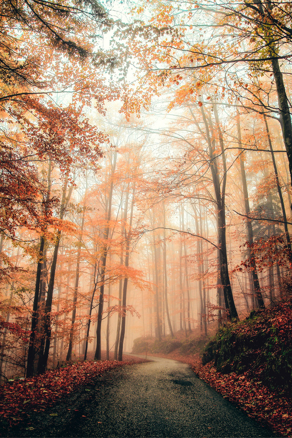 radivs:  'Foggy Forest' by Samo Murovec