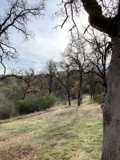 This is what mid winter in Gold Country looks like. Trees are starting to get their leaves back, ber